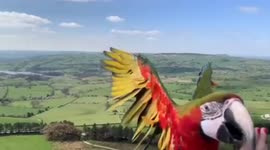 UK woman has trained pet parrot to fly freely around national park and return to her