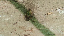 Digger Wasp digging a hole in the ground