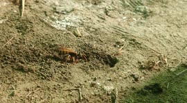 Digger wasp introducing in its den, in the ground