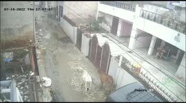 Watch - A five year old boy attacked by a cow in lane in rewari