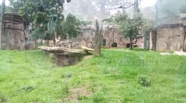 Wild dogs at Addis Zoo Park, Addis Ababa, Ethiopia.