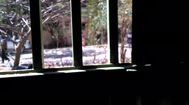 Feeding injera (Ethiopian bread) to apes at Boku Natural Steam, Nazareth ()Adama) Ethiopia. There are a lot of apes and monkeys around and the big apes are a little bit hostile.