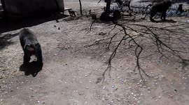 Feeding bread to apes at Boku Natural Steam, Nazareth (Adama) Ethiopia. There are several kinds of apes and monkeys around and the big apes are a little bit hostile.