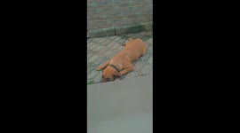 This is Mylo the Obidient dog.