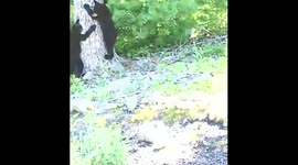 2 bear cubs playing rough and enjoying every minute of it in my back yard garden.
