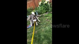 Heatwave Alaskan Malamute Ella is a very hot  dog who loves to help water the garden