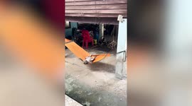 Tired monkey takes a nap on swinging hammock