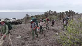 Giant Galapagos tortoises boost island veg with their poo, says study