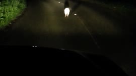 Kangaroo (Wallaby) Spotted in Knowle