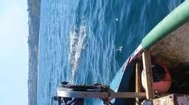 Dolphins in St Ives Bay.