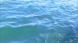 Bottlenose dolphins (mother & juvenile) New Quay, Ceredigion, Wales, June 2013