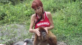 Howler Monkey shows off its distinctive call