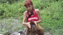 CANELO, HOWLER MONKEY SHOWING HIS POWER - 