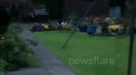 OUR CAT ATTACKS A FOX