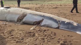 Beached whale seen on Kent beach