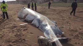 Beached whale on Kent beach
