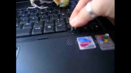 Annoying Parrot Tears Laptop Apart 