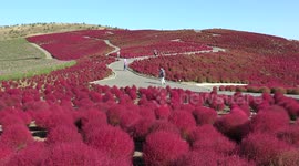 Fall season in Japan is spectacular