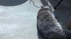 Squirmy Cat in the Maryland Sun