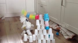 Cockatoo attacks cup pyramid in kitchen - Clean version1