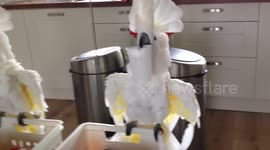 Harley the cups rattle