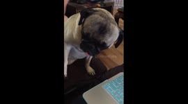 Cute pug won't let owner use laptop because he wants her to stroke him