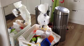 Harley the cups dispenser