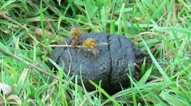 Bees or Wasps making love on sheep dung in Harewood House, Leeds