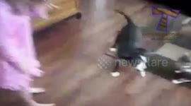 Cat and dog and baby walk