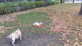Man uses drone to walk dog