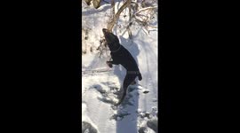 Dog vs Branch