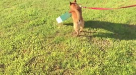 How to properly open a PawPack