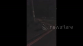 Runaway emu in Devon, UK