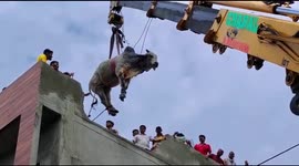 A bull was rescued after 4 hours from fourth floor building r of an under-construction building