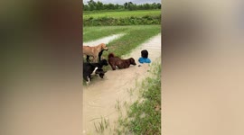 Five pet dogs rush to save boy floating in a flooded ditch