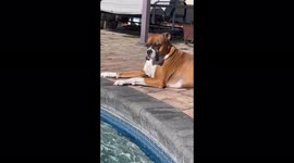 Boxer dog relaxes by the pool in the sunshine