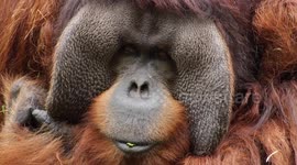 Why Does This Chicken Stomp Its Feet When It’s Looking for a Mate?