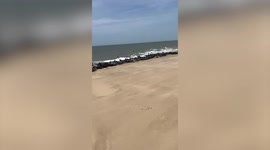 Over 100 seals 'stampede' into the sea after bag for life blows across the sand