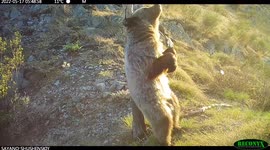 Hidden cameras captures bears 'dancing' as they shimmy against trees in Russia