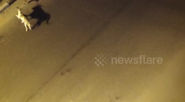 dog chases a bird that can't fly and tries to escape and survive by itself