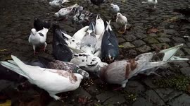 Feeding wheat to pigeons inside St. Gabriel Church at Tafo., Addis Ababa, Ethiopia.