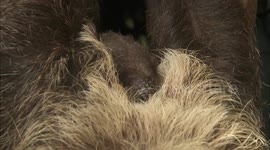 Check Out The Unique Feeding Style of this Mama and Baby Sloth