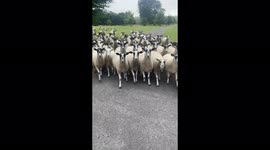 Sheep suddenly surround her she says I'm feeling intimidated go away they then run off