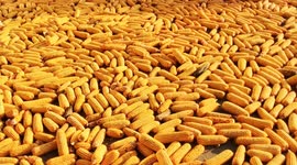 Footage Of Drying Corn In Yichang, China
