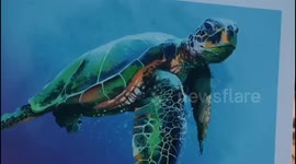 Touching images of rescued turtle returning home after months of rehabilitation in Antalya, Turkey
