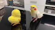 temp