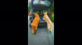 Golden retrievers await their lift into the car, even though they both know how to jump up!