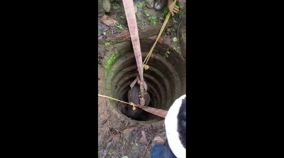 Heroic heave saves water buffalo that survived long fall into narrow well in India