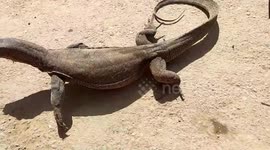 Monitor lizard entered the bank yard and crawled near the ATM, panicking Indonesian customers (2)
