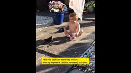 Jackdaw plays with a sweet little boy